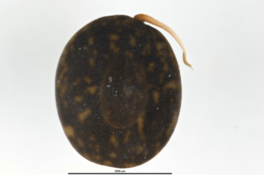 APII jpeg image of Acacia gunnii  © contact APII