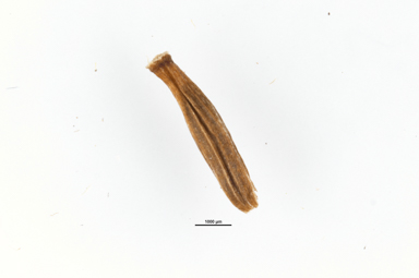 APII jpeg image of Celmisia pulchella  © contact APII