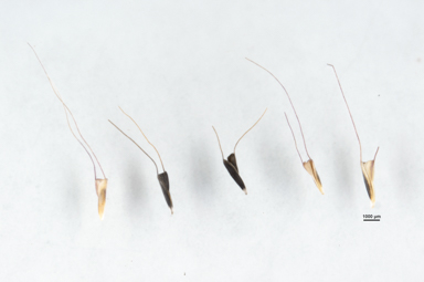 APII jpeg image of Chloris truncata  © contact APII