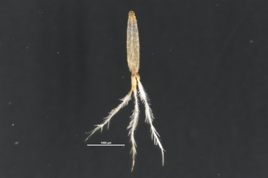 APII jpeg image of Triptilodiscus pygmaeus  © contact APII