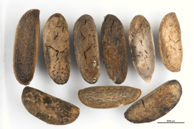 APII jpeg image of Grevillea macleayana  © contact APII