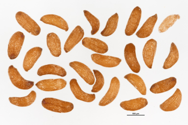 APII jpeg image of Kunzea parvifolia  © contact APII