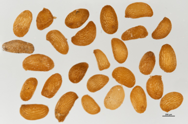 APII jpeg image of Epacris petrophila  © contact APII