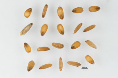 APII jpeg image of Deyeuxia carinata  © contact APII