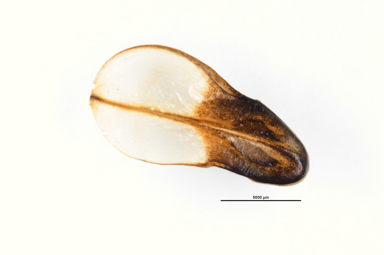 APII jpeg image of Allocasuarina decaisneana  © contact APII