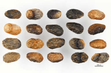 APII jpeg image of Prostanthera cuneata  © contact APII