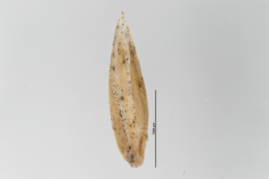 APII jpeg image of Poa sieberiana var. sieberiana  © contact APII