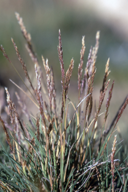 APII jpeg image of Agrostis muelleriana  © contact APII