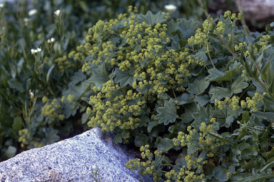 APII jpeg image of Alchemilla xanthochlora  © contact APII