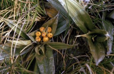 APII jpeg image of Astelia psychrocharis  © contact APII