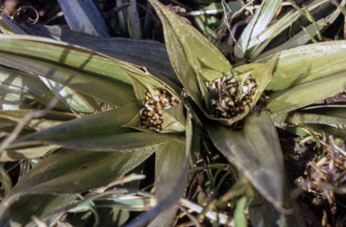 APII jpeg image of Astelia psychrocharis  © contact APII