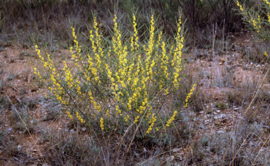 APII jpeg image of Acacia dawsonii  © contact APII