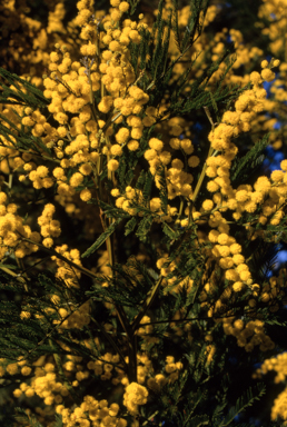 APII jpeg image of Acacia decurrens  © contact APII