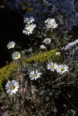 APII jpeg image of Brachyscome nivalis var. nivalis  © contact APII