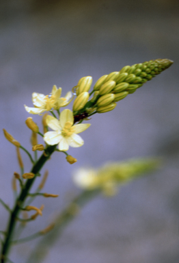 APII jpeg image of Bulbine bulbosa  © contact APII
