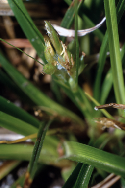 APII jpeg image of Carex breviculmis  © contact APII