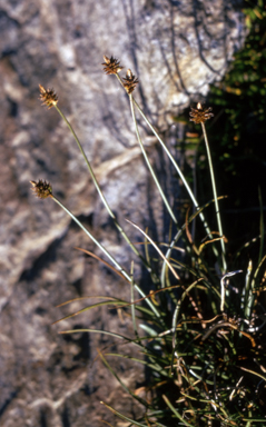 APII jpeg image of Carex cephalotes  © contact APII