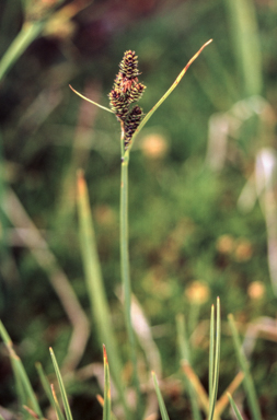 APII jpeg image of Carex hypandra  © contact APII