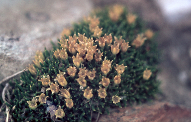 APII jpeg image of Colobanthus nivicola  © contact APII