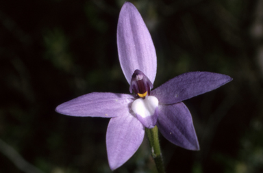 APII jpeg image of Glossodia major  © contact APII