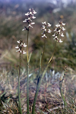 APII jpeg image of Prasophyllum suttonii  © contact APII