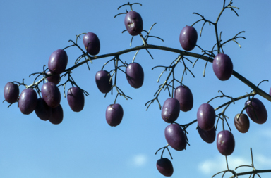 APII jpeg image of Dianella tasmanica  © contact APII