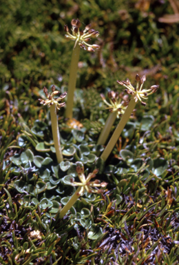 APII jpeg image of Diplaspis nivis  © contact APII