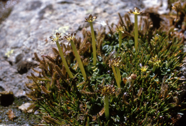 APII jpeg image of Diplaspis nivis,<br/>Drosera arcturi  © contact APII