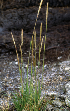 APII jpeg image of Deyeuxia carinata  © contact APII