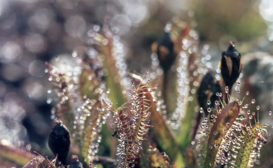 APII jpeg image of Drosera arcturi  © contact APII