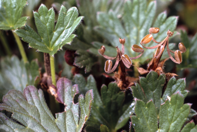 APII jpeg image of Geranium antrorsum  © contact APII