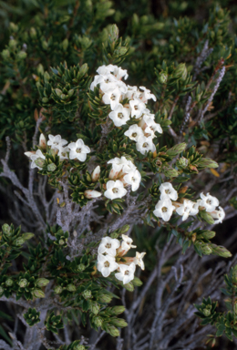 APII jpeg image of Epacris paludosa  © contact APII