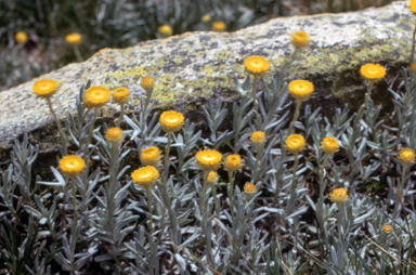 APII jpeg image of Helichrysum scorpioides  © contact APII