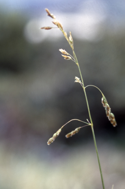 APII jpeg image of Hierochloe submutica  © contact APII