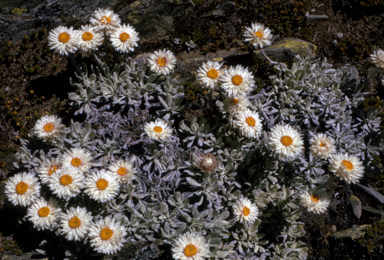 APII jpeg image of Leucochrysum albicans  © contact APII