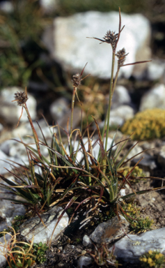 APII jpeg image of Luzula australasica subsp. australasica  © contact APII