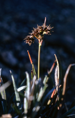 APII jpeg image of Luzula novae-cambriae  © contact APII