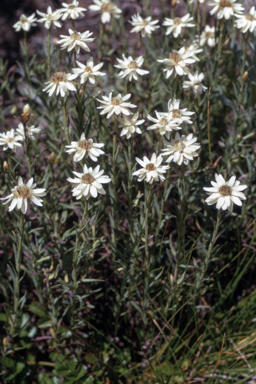 APII jpeg image of Rhodanthe anthemoides  © contact APII