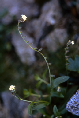 APII jpeg image of Myosotis australis  © contact APII