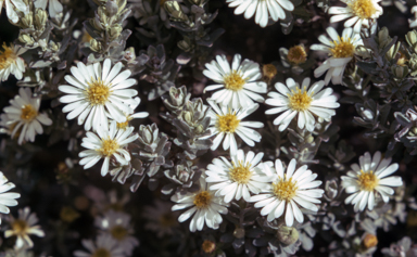 APII jpeg image of Olearia phlogopappa var. subrepanda  © contact APII