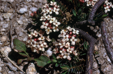 APII jpeg image of Pimelea alpina  © contact APII