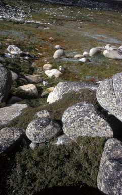 APII jpeg image of Podocarpus lawrencei  © contact APII