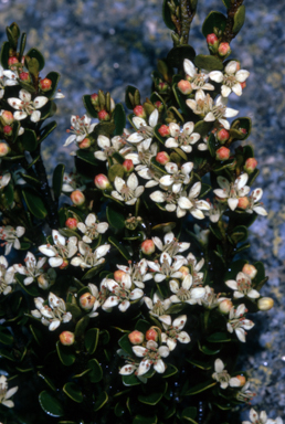 APII jpeg image of Nematolepis ovatifolia  © contact APII