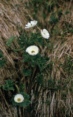 APII jpeg image of Ranunculus anemoneus  © contact APII