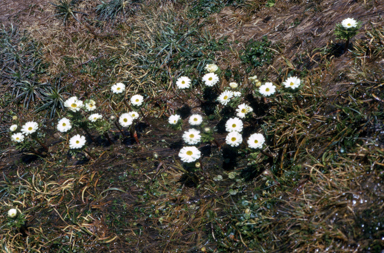 APII jpeg image of Ranunculus anemoneus  © contact APII