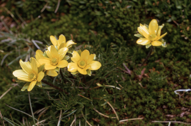 APII jpeg image of Ranunculus gunnianus  © contact APII