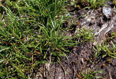 APII jpeg image of Isolepis montivaga  © contact APII