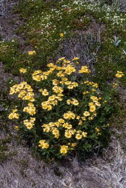 APII jpeg image of Senecio lautus  © contact APII