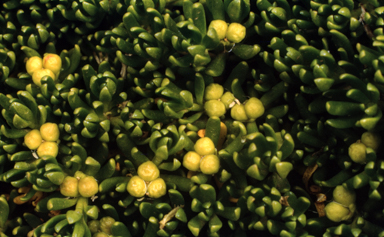 APII jpeg image of Stackhousia pulvinaris  © contact APII