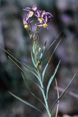 APII jpeg image of Stypandra glauca  © contact APII